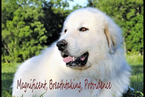 Wells providence pyrenees - Another post on dogs and fear during the July 4th holiday...sorry to be redundant but this holiday IS the holiday where most dogs get lost because they are frightened :( I found this article to...